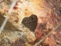 Mycalesis intermedia