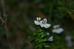 Euphrasia tricuspidata