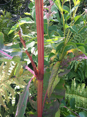 Rumex britannica
