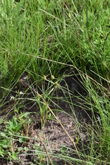 Cyperus capensis