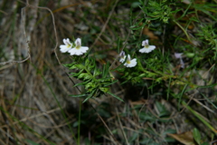 Euphrasia tricuspidata