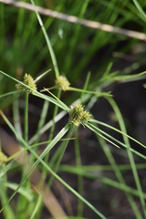 Cyperus capensis