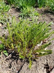 Amsonia illustris