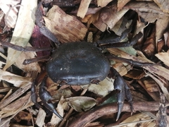 Potamonautes parvicorpus