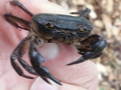 Potamonautes parvicorpus