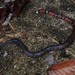 Boie's Ground Snake - Photo (c) olivier_fortune, some rights reserved (CC BY-NC), uploaded by olivier_fortune