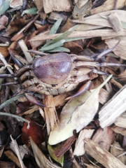 Potamonautes parvicorpus