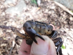 Potamonautes parvicorpus