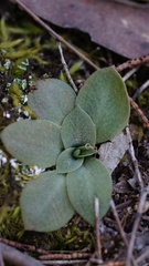 Pterostylis squamata