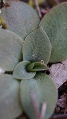 Pterostylis squamata