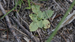 Pterostylis squamata