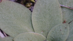 Pterostylis squamata