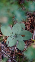 Pterostylis squamata