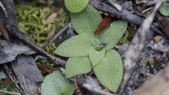 Pterostylis squamata