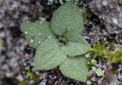 Pterostylis squamata