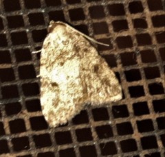 Tolpia conscitulana