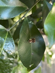 Acroceuthes metaxanthana