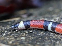 Atractus badius