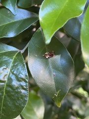 Acroceuthes metaxanthana