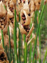 Elegia fistulosa
