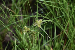 Cyperus capensis