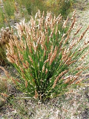 Elegia fistulosa