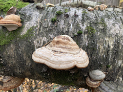 Fomes fomentarius