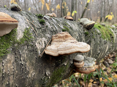 Fomes fomentarius