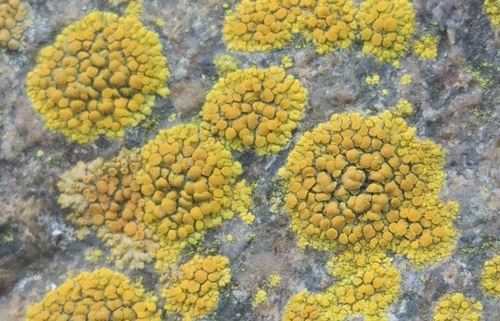 Rock Jewel Lichen