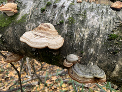 Fomes fomentarius