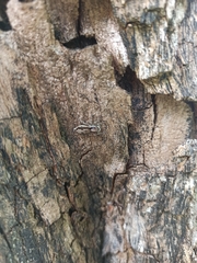 Menemerus bivittatus