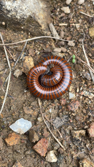 Pachyiulus hungaricus