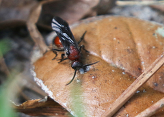 Pseudomethoca sanbornii