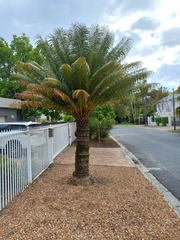 Cycas thouarsii