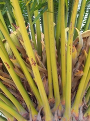 Cycas thouarsii