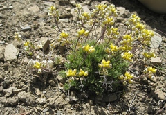 Draba novolympica