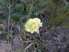 Cienfuegosia sulphurea