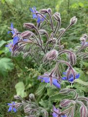 Borago officinalis