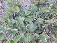 Cienfuegosia sulphurea