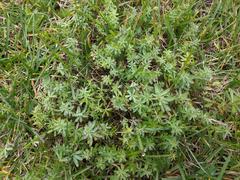Galium mollugo