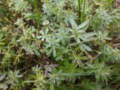 Galium mollugo