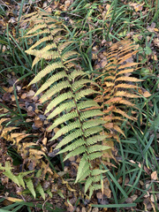 Dryopteris filix-mas