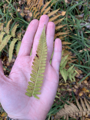 Dryopteris filix-mas