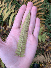 Dryopteris filix-mas