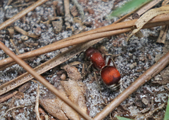 Pseudomethoca sanbornii