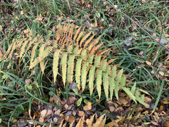 Dryopteris filix-mas