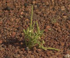 Dysphania rhadinostachya