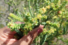 Agathosma apiculata