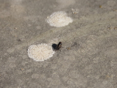 Coenosia atra