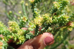 Agathosma apiculata